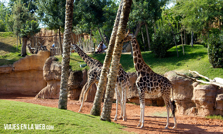 3-foto-bioparc